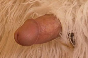 中国人xnxxporntube Porn